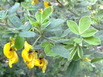Cytisus villosus